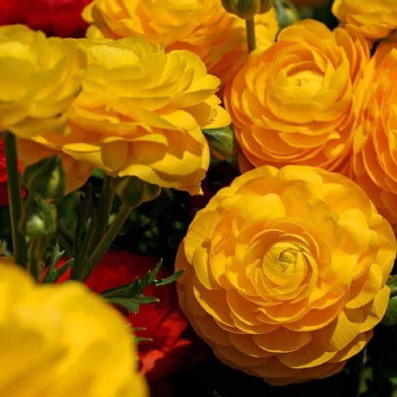 Meet your Posher, Mike - Picture 1 of 1